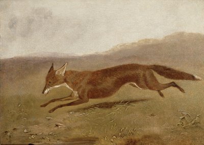 The Fox by English School